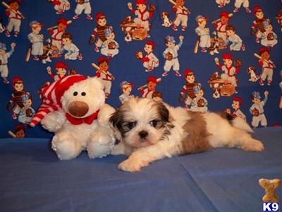 Puppies in LA